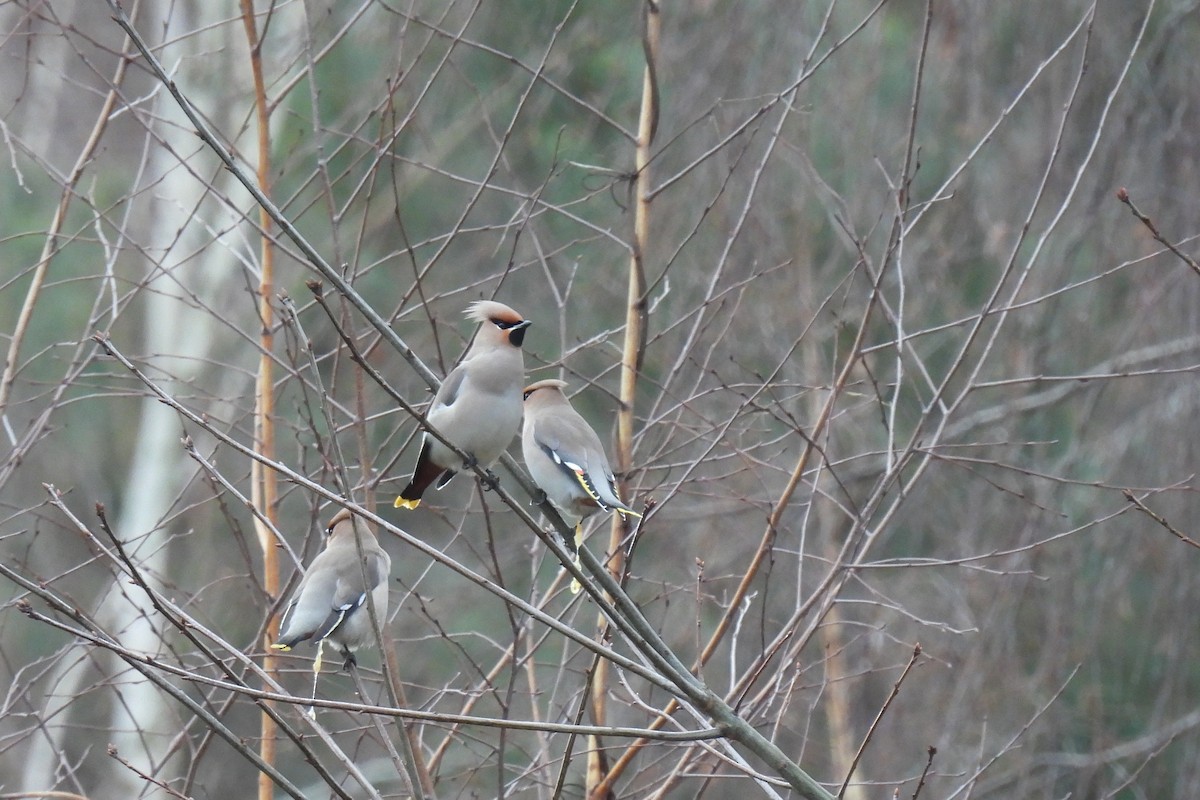 Ampelis Europeo - ML646900916