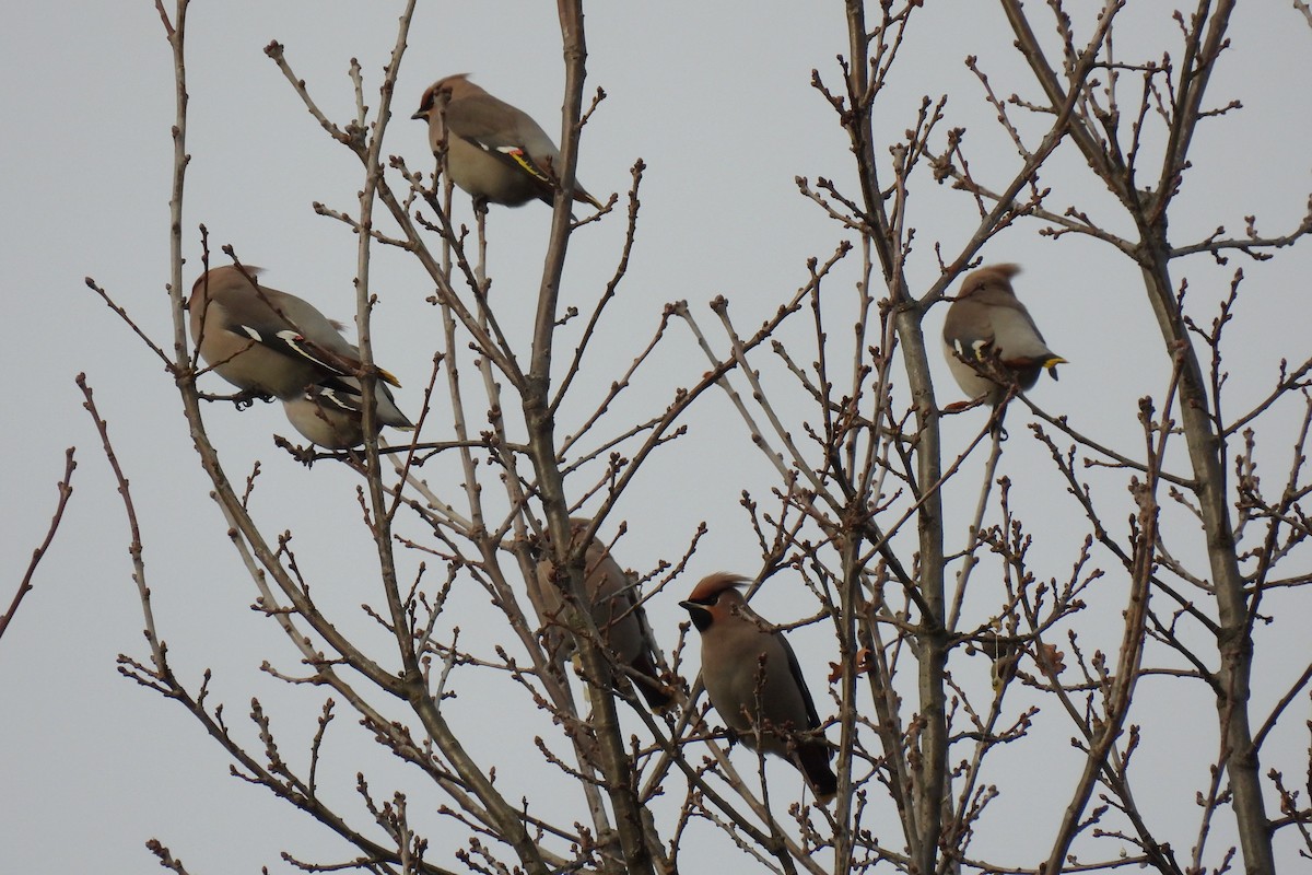 Ampelis Europeo - ML646900917