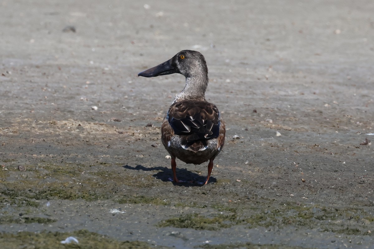 Northern Shoveler - ML646900919