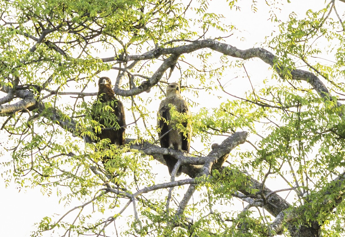 Tawny Eagle - ML646900921