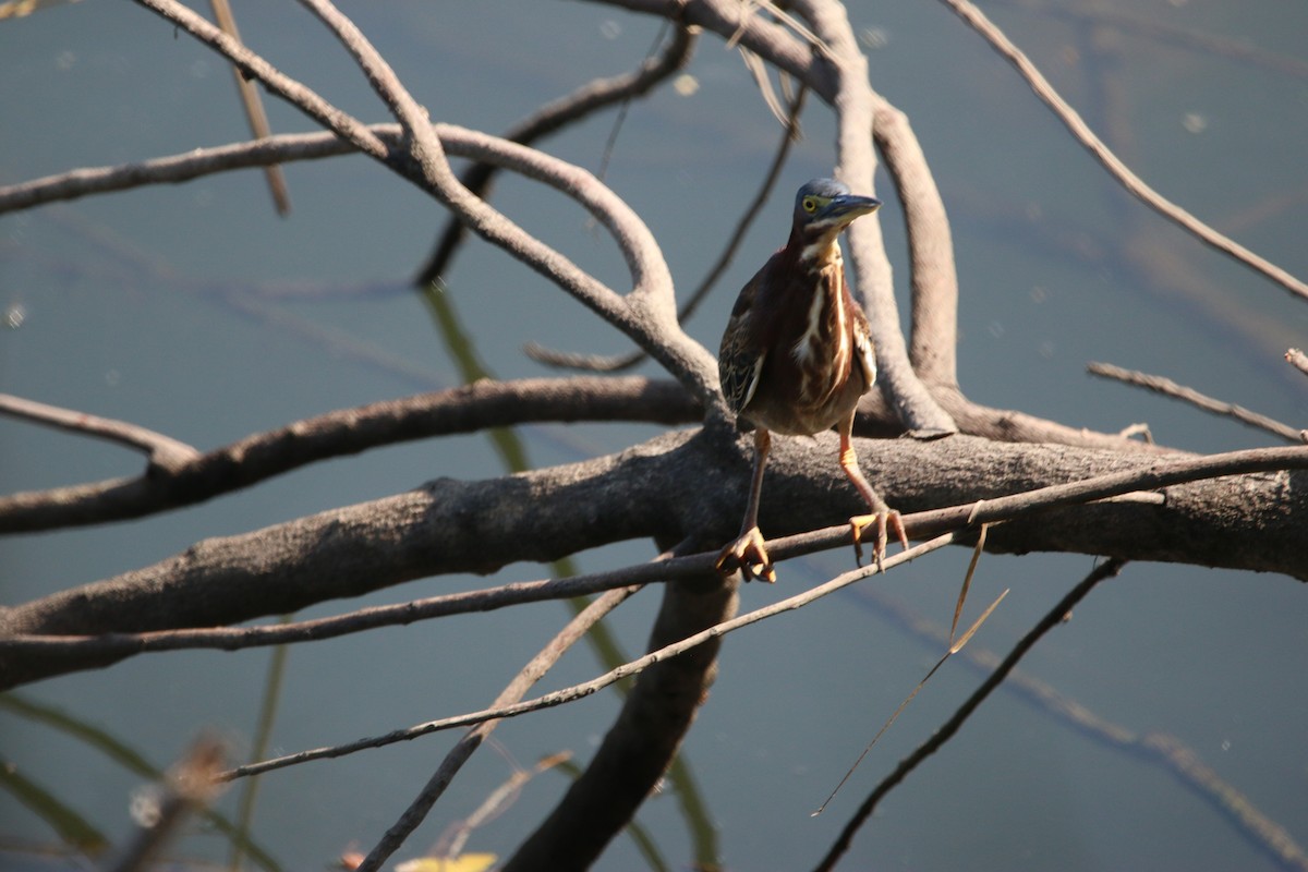 Grünreiher - ML646900923