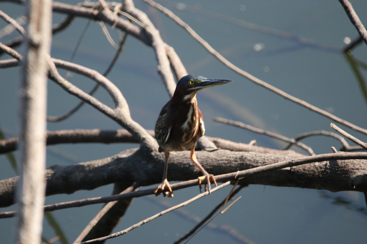 Grünreiher - ML646900924