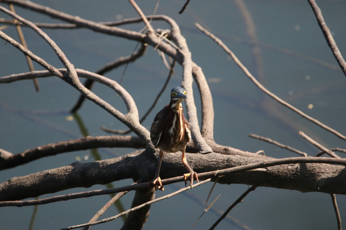 Grünreiher - ML646900925