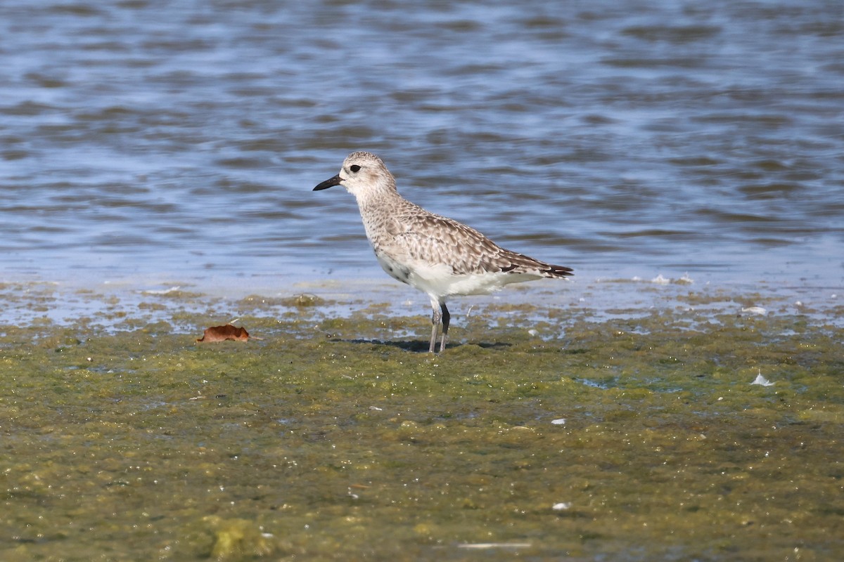 Black-bellied Plover - ML646900926
