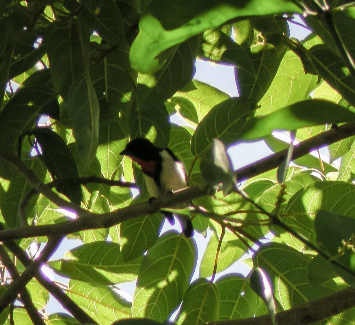 Red-chested Flowerpecker - ML646900927