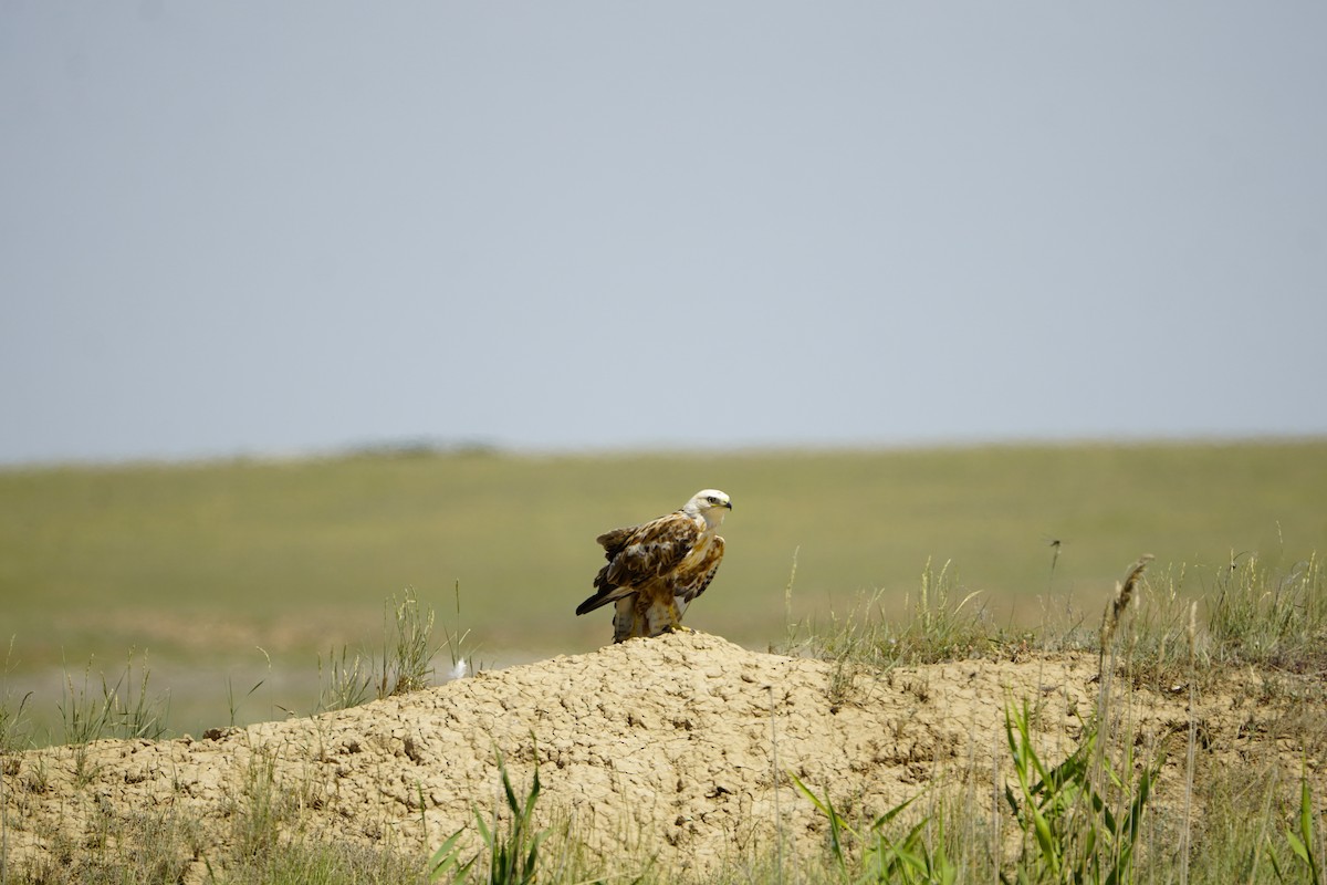 Long-legged Buzzard - ML646900930