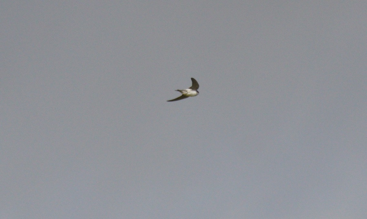 Enara ipurtzuri eurasiarra - ML646900933