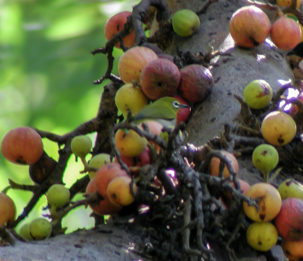 Пепельнобрюхая белоглазка - ML646900934