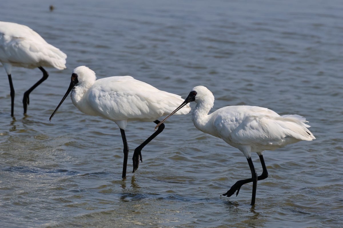 Black-faced Spoonbill - ML646900935