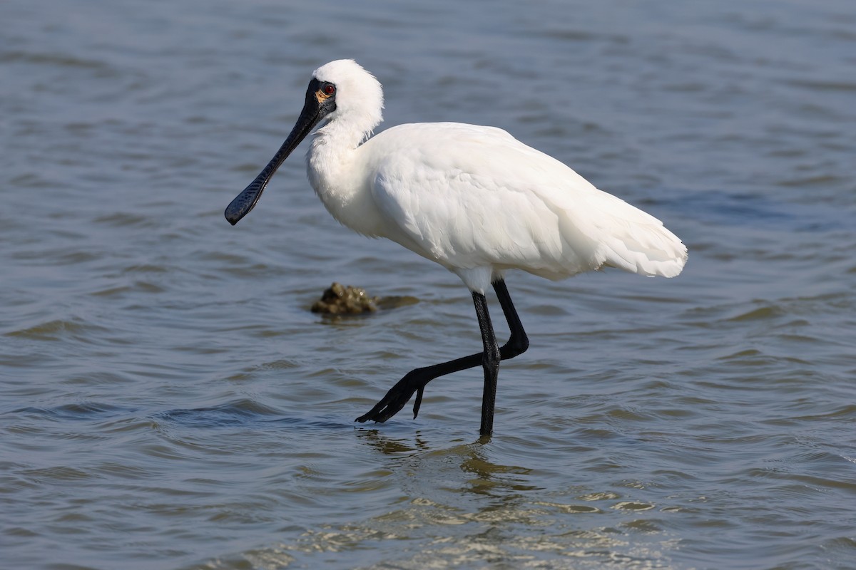 Black-faced Spoonbill - ML646900936