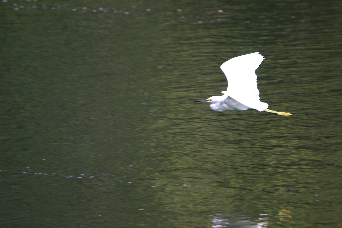 Schmuckreiher - ML646900943