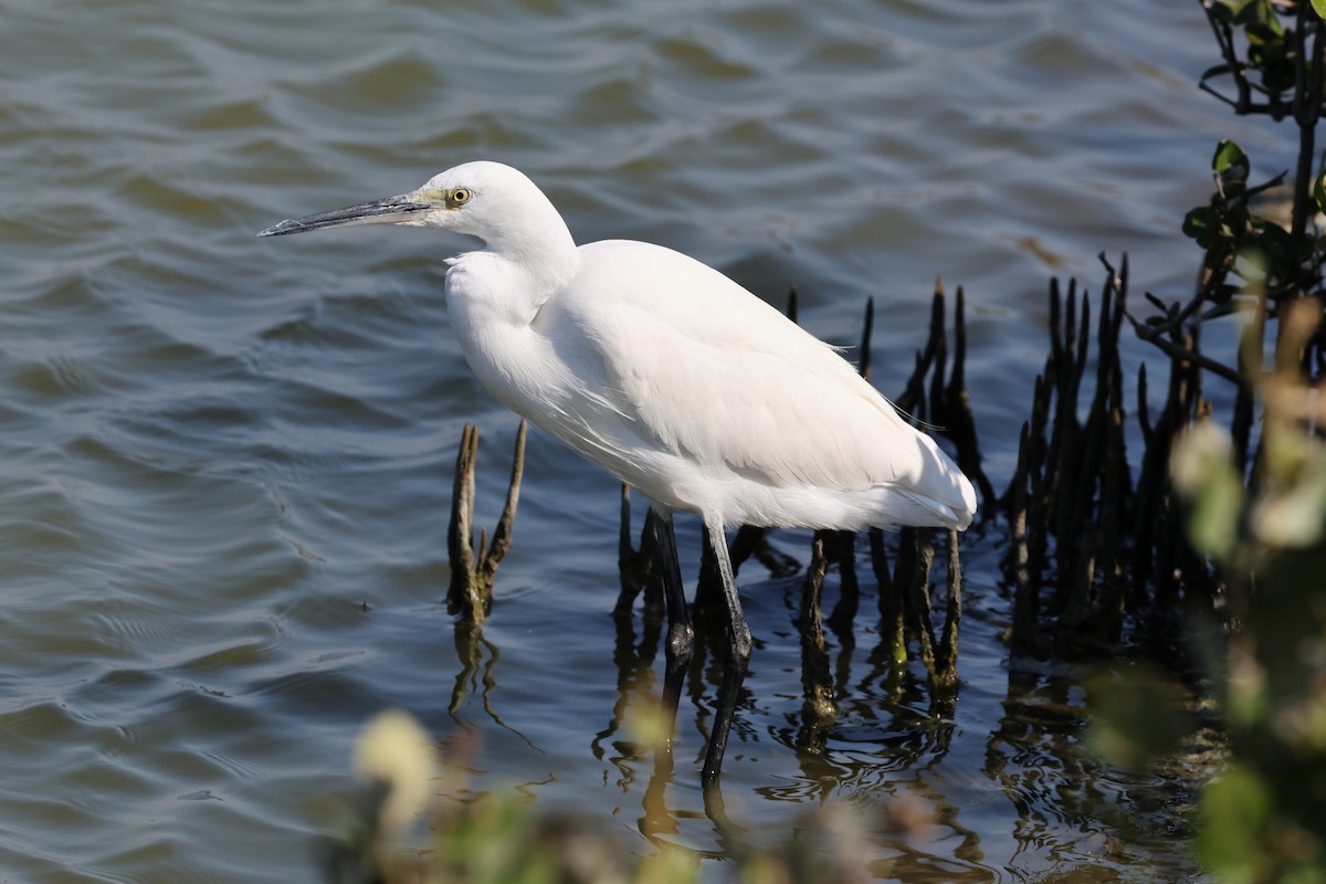 Little Egret - ML646900944