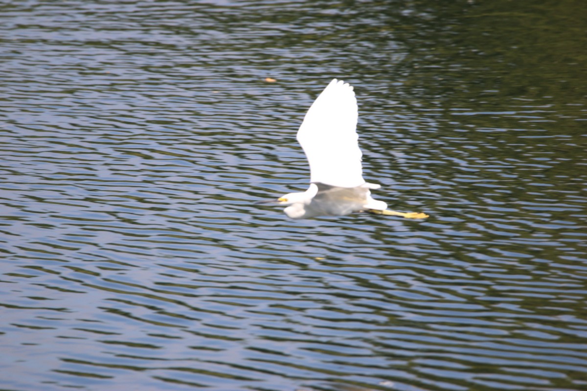 Schmuckreiher - ML646900945