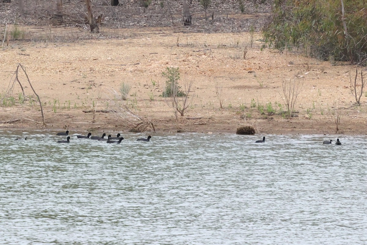 オオバン - ML646900947