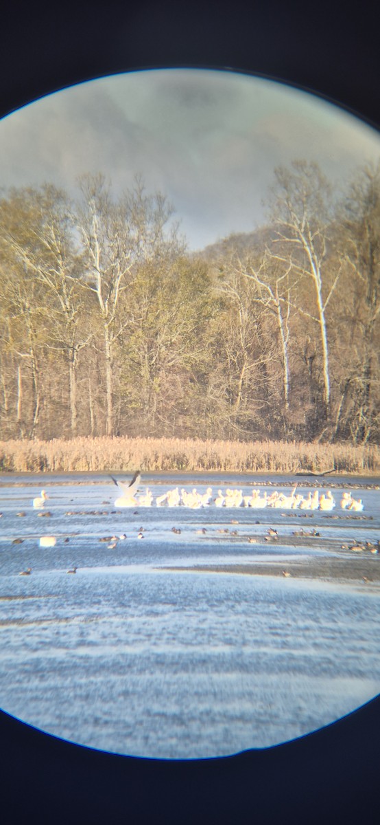 Пелікан рогодзьобий - ML646900948