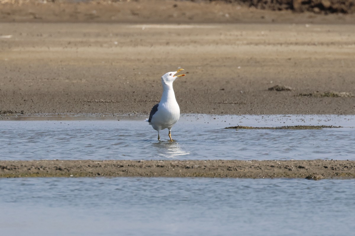 Mongolian Gull - ML646900952