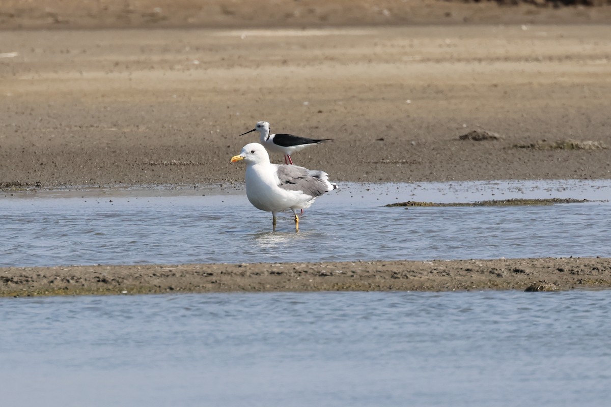 Mongolian Gull - ML646900953