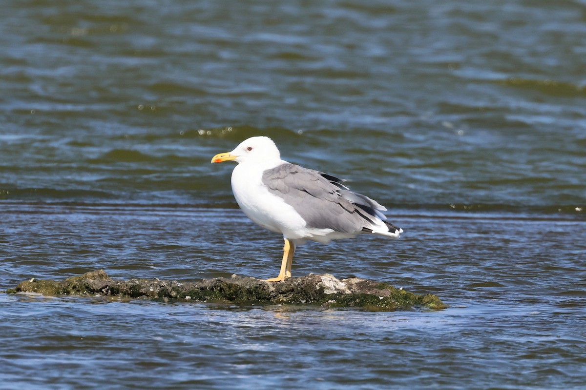 Mongolian Gull - ML646900954