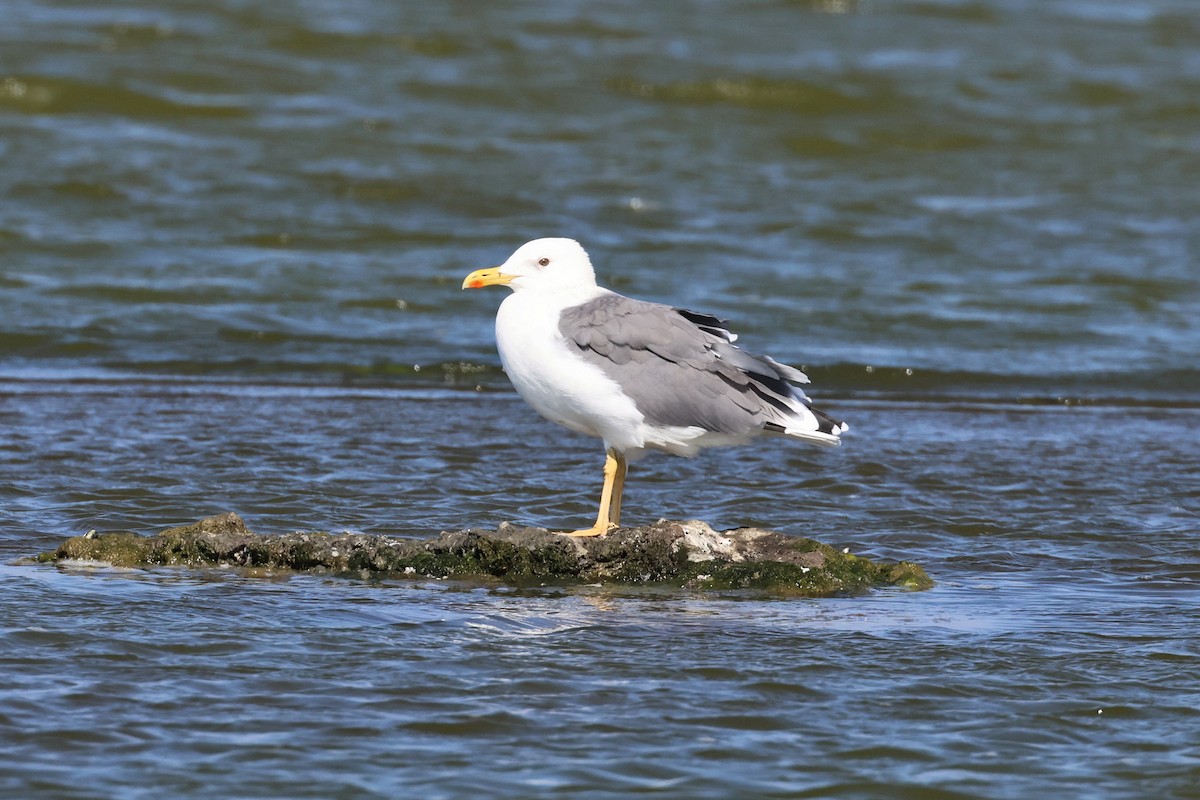 Mongolian Gull - ML646900955