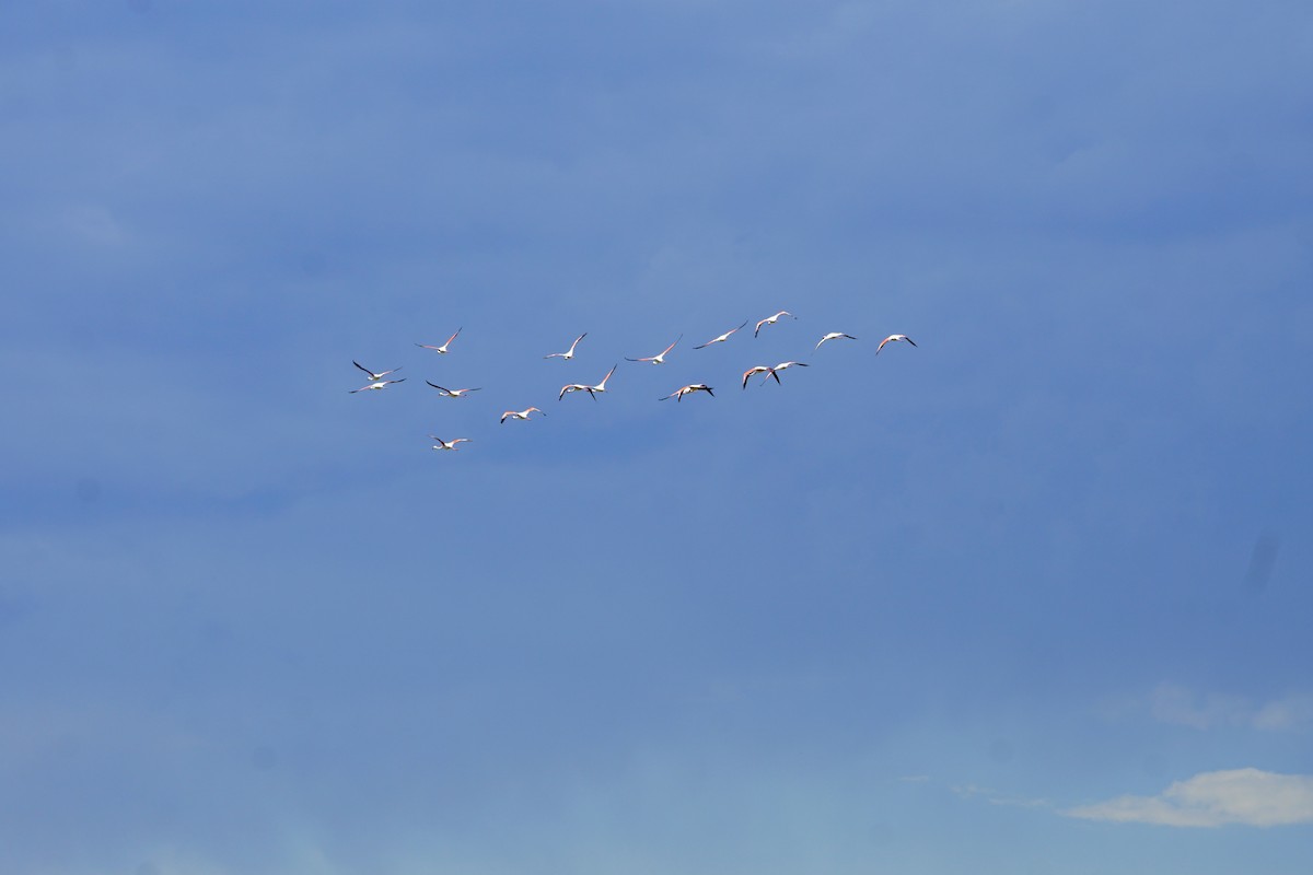 Greater Flamingo - ML646900963