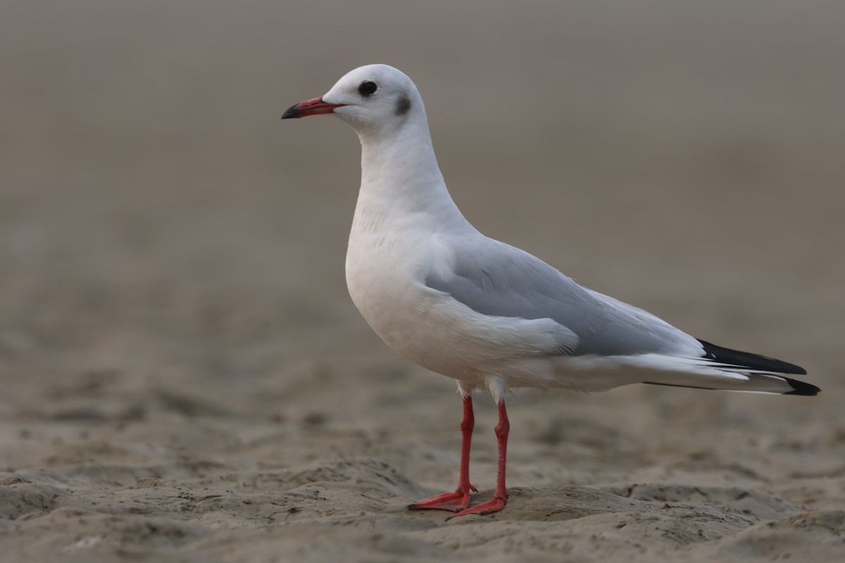 Озёрная чайка - ML646900964