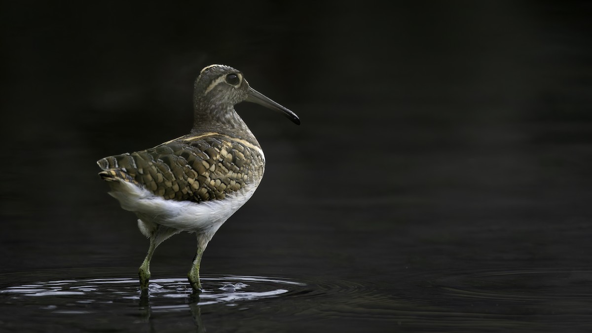 Greater Painted-Snipe - ML646900972