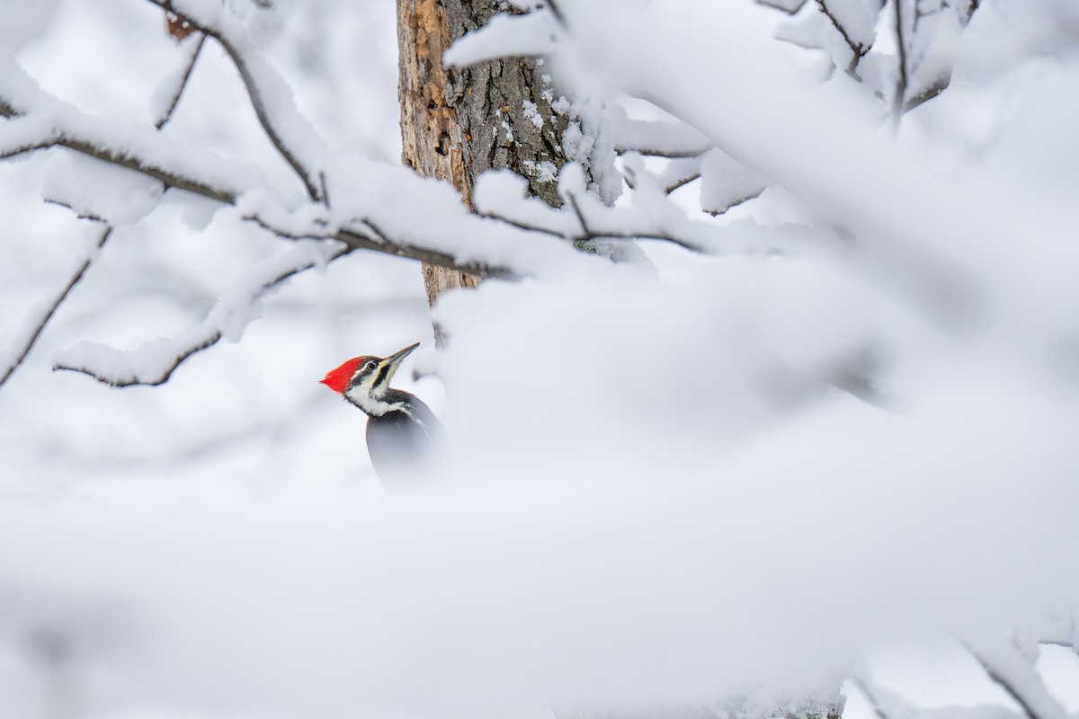 Pileated Woodpecker - ML646900974