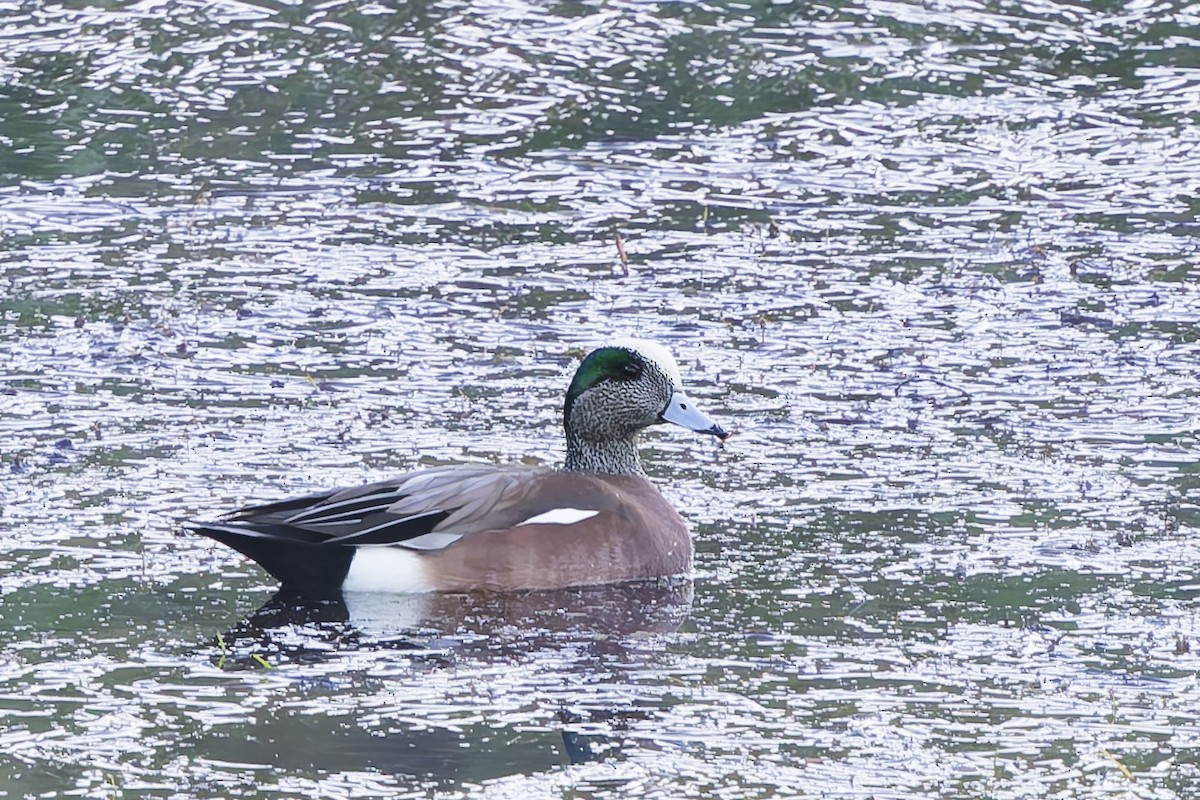 Американская свиязь - ML646900975