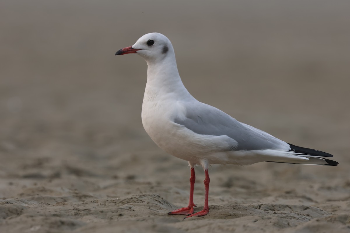 Озёрная чайка - ML646900976