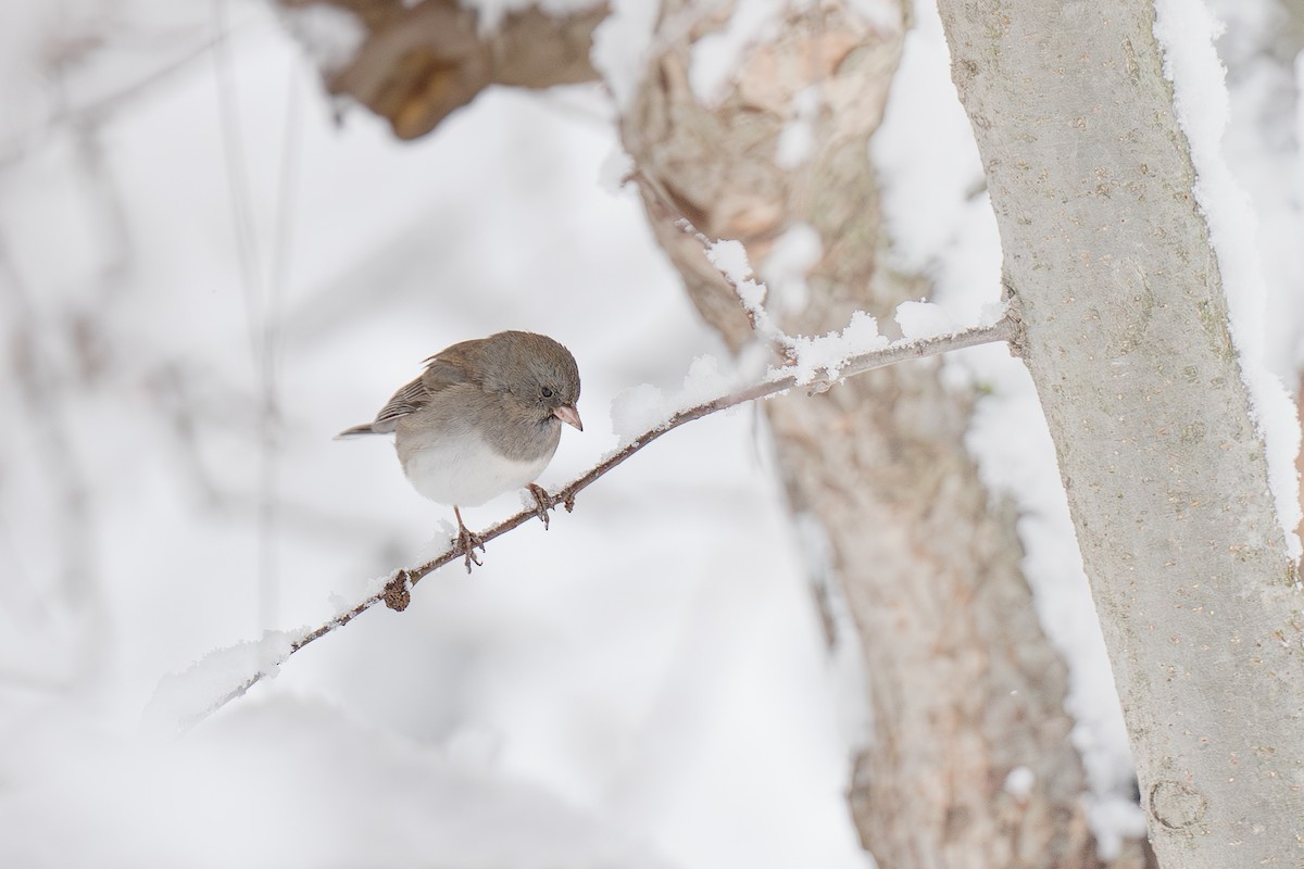 Dark-eyed Junco - ML646900977