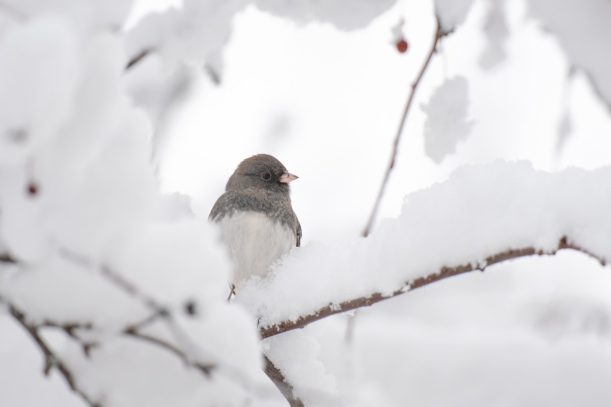 Dark-eyed Junco - ML646900978