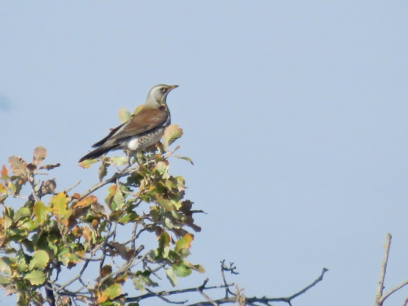 Fieldfare - ML646900990