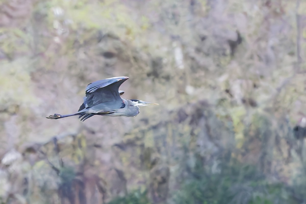 Большая голубая цапля [группа herodias] - ML646900992