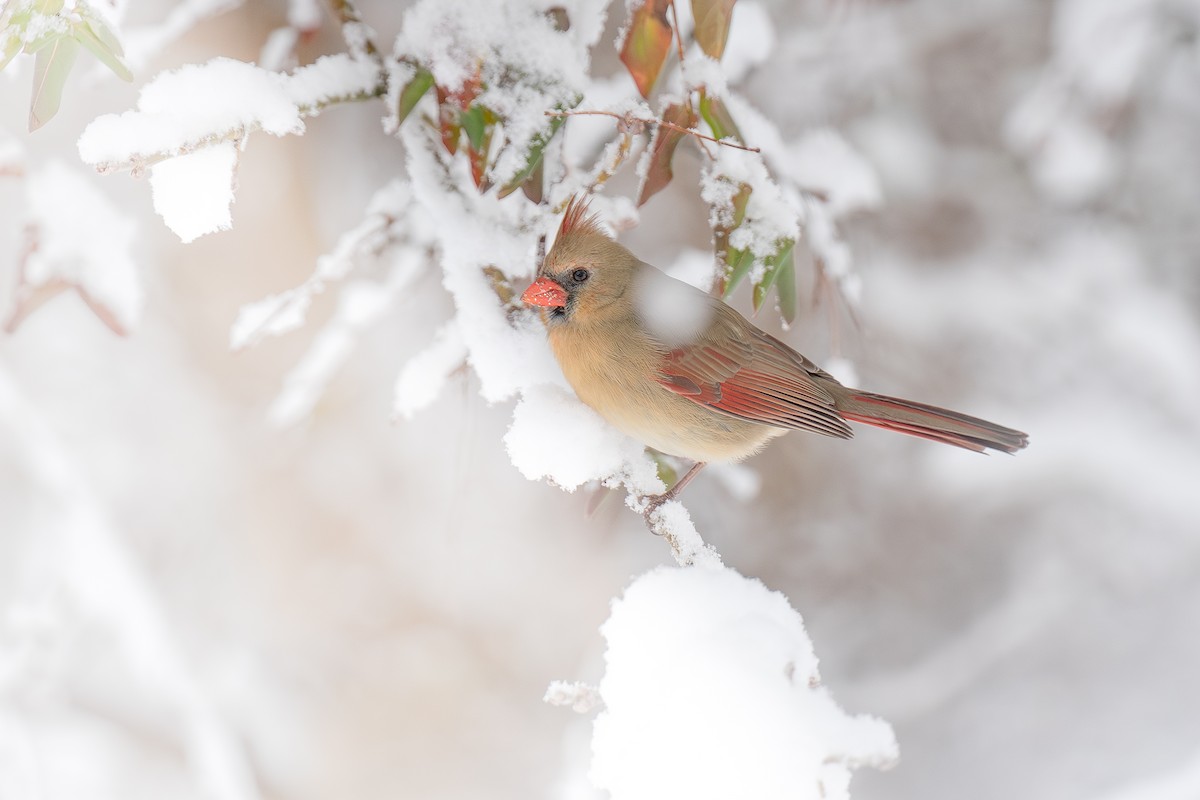 Northern Cardinal - ML646900993