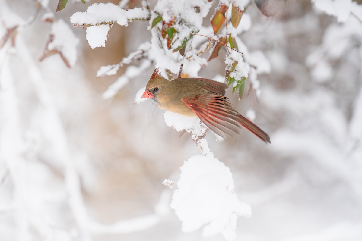 Northern Cardinal - ML646900994