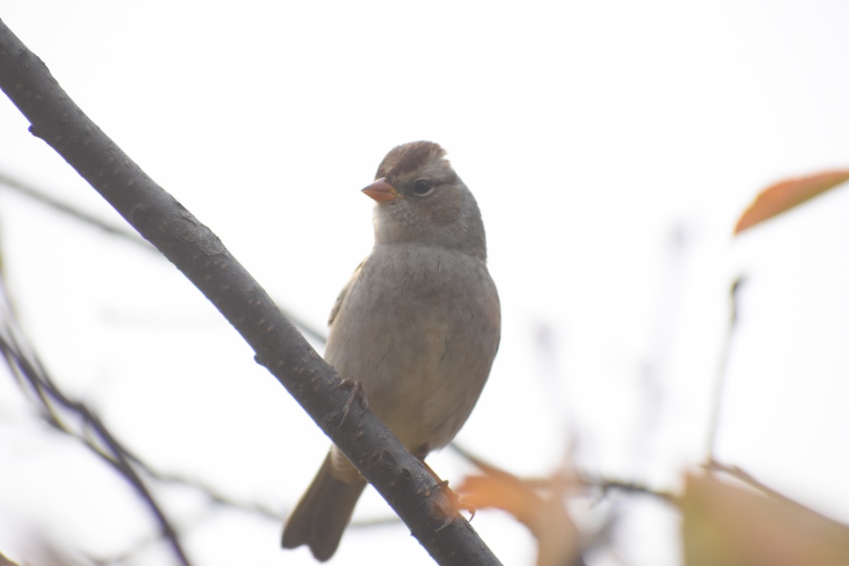 White-crowned Sparrow (Gambel's) - ML646900995