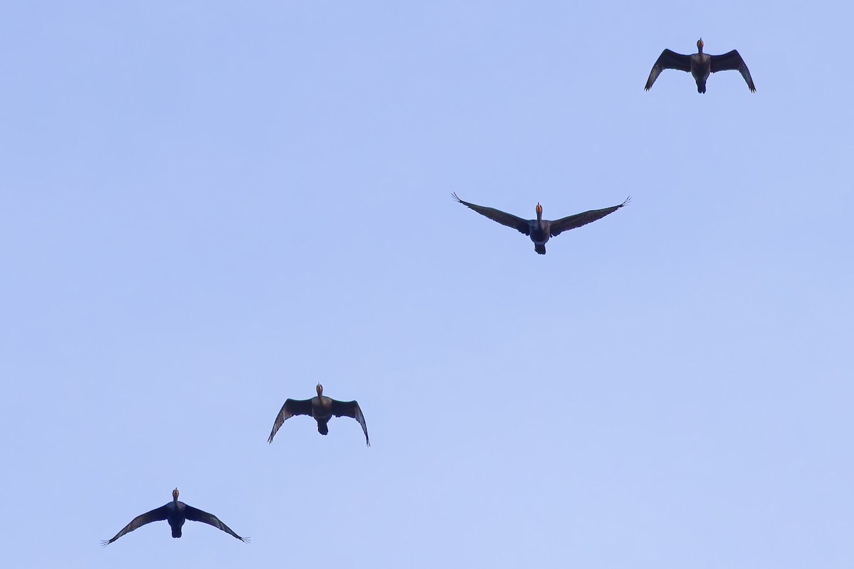 Ушастый баклан - ML646901000