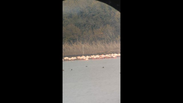 Flamenko handia - ML646901001