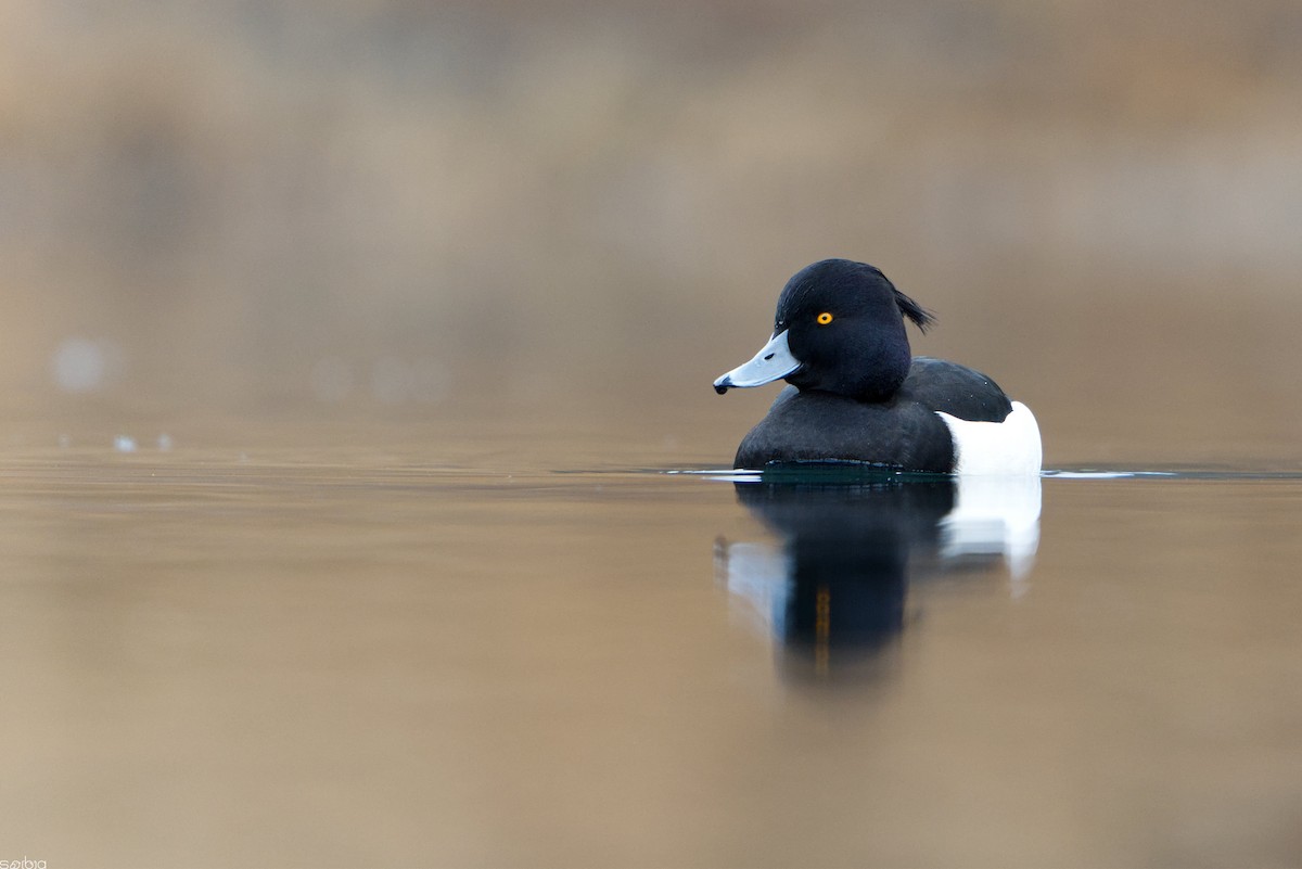 Tufted Duck - ML646901002