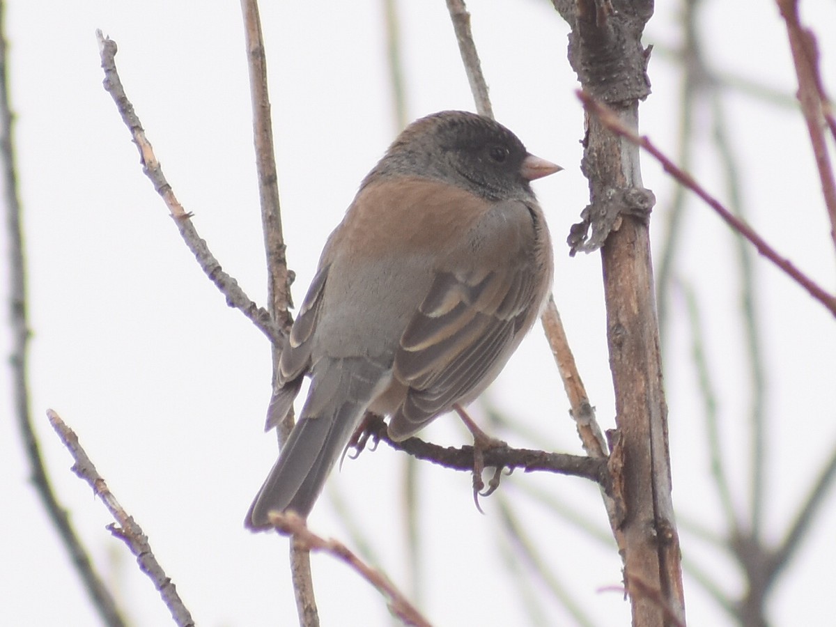 Dark-eyed Junco (Oregon) - ML646901005