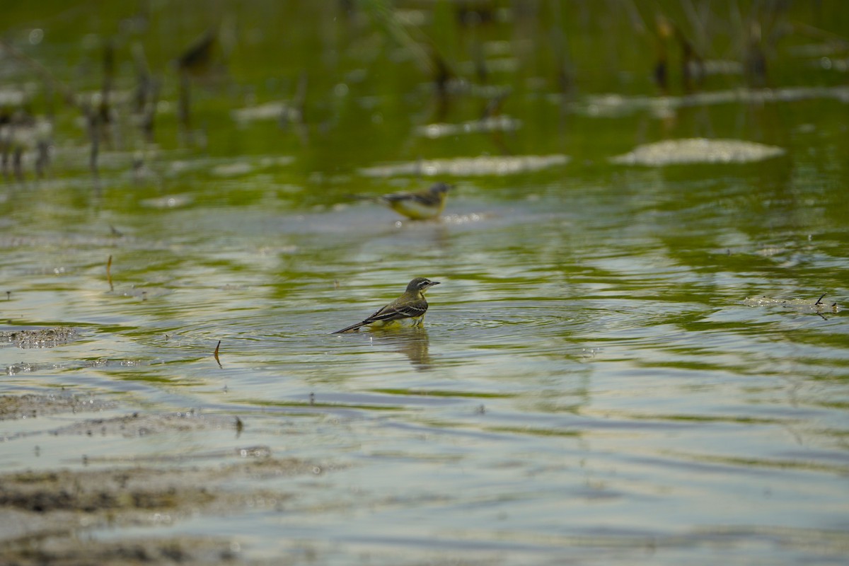 Western Yellow Wagtail - ML646901006