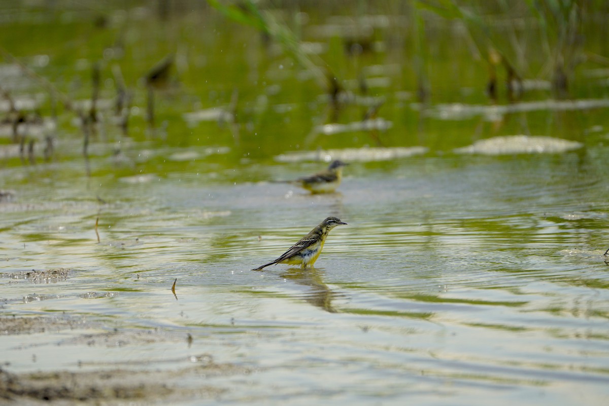 Western Yellow Wagtail - ML646901007