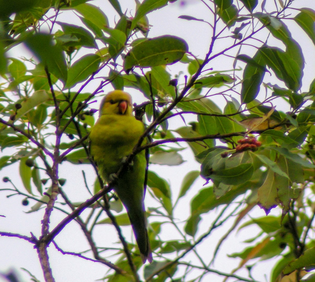 sennepshodelori - ML646901010