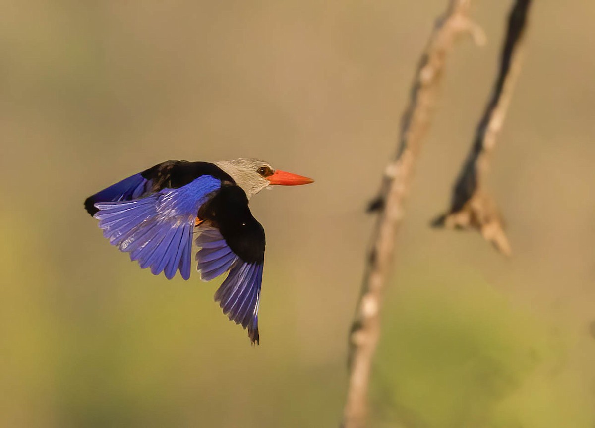 ledňáček šedohlavý - ML646901015