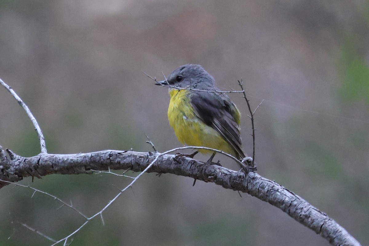 Королець жовтий - ML646901018