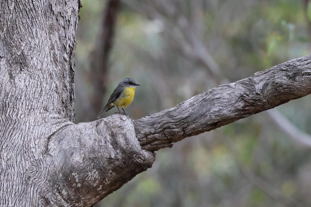 Королець жовтий - ML646901019