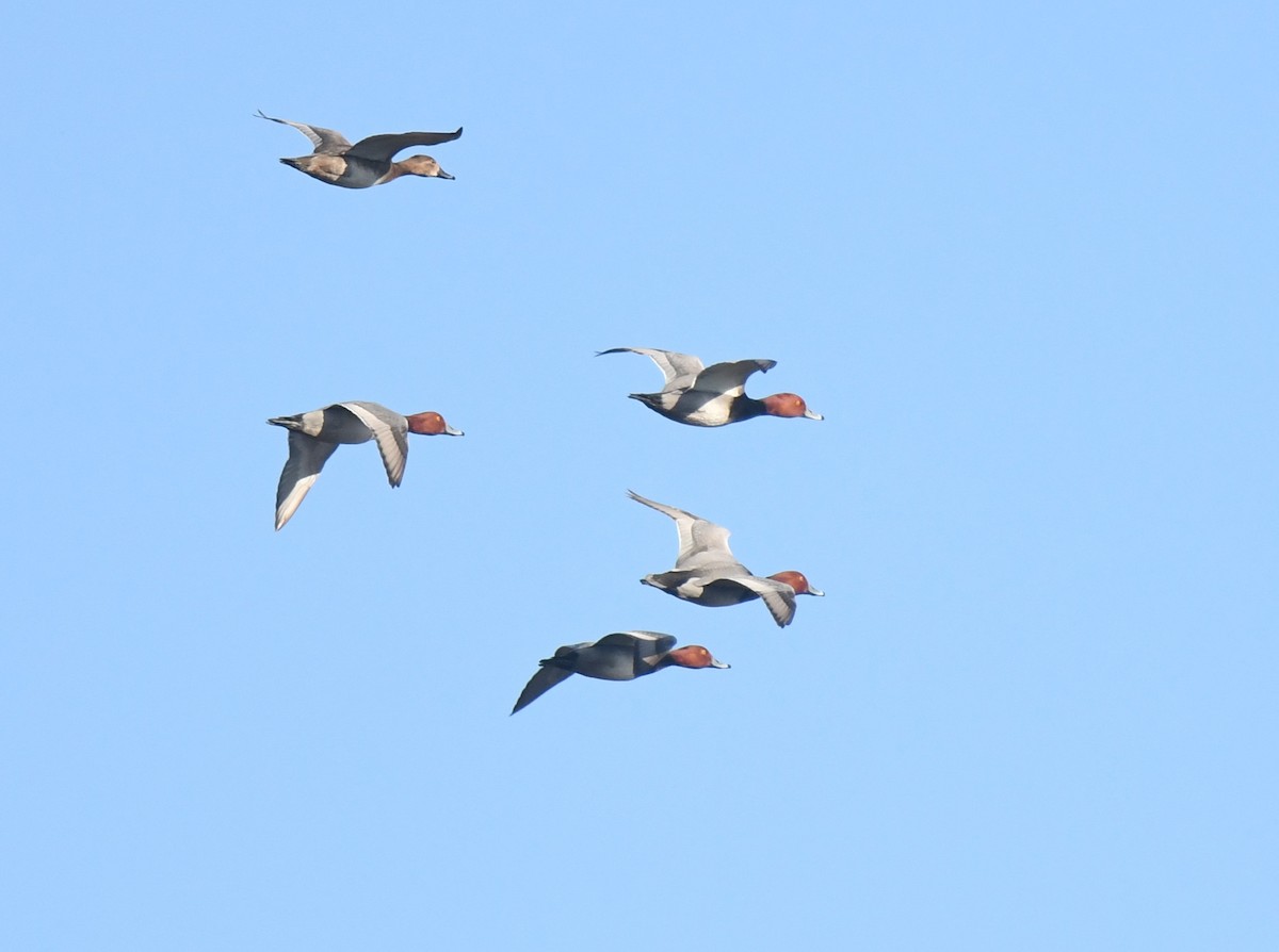 アメリカホシハジロ - ML646901021