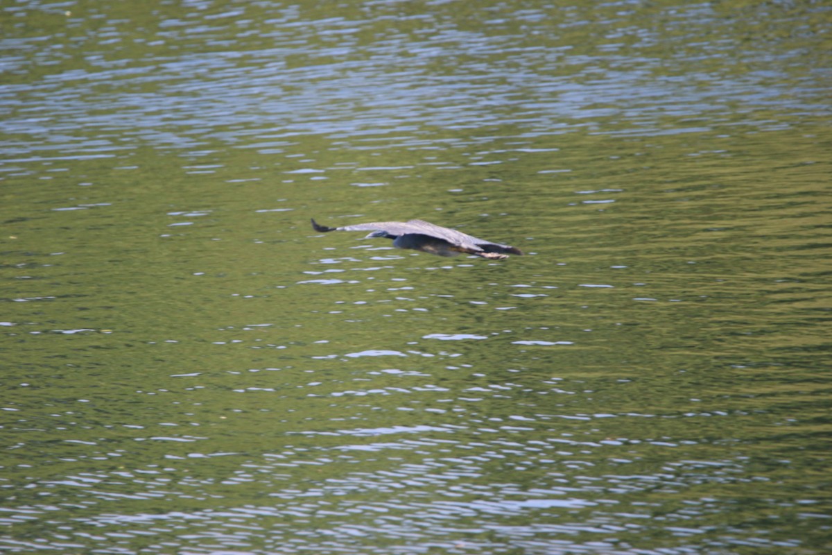 Dreifarbenreiher - ML646901023