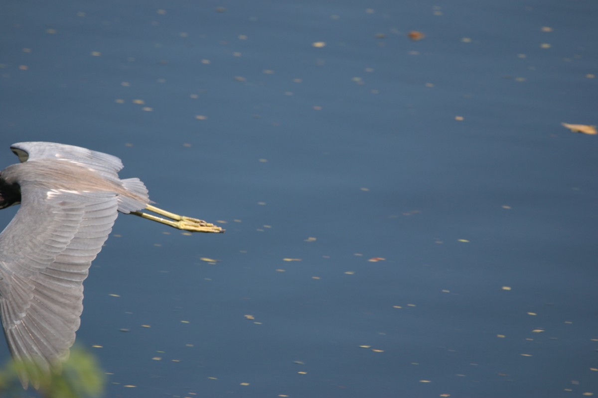 Dreifarbenreiher - ML646901024