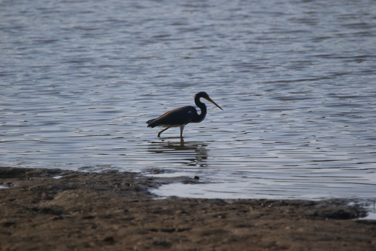 Dreifarbenreiher - ML646901025